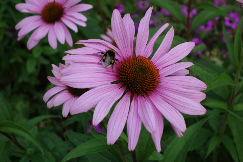 Bumblebee - 2014-07-20